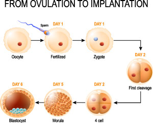 human embryo development